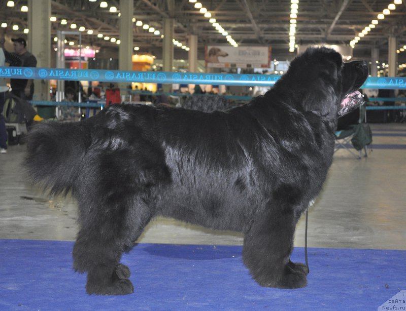 Фото: ньюфаундленд Shipman from Big Lake (Шипмэн фром Биг Лейк)