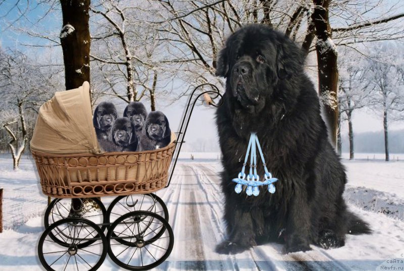 Фото: ньюфаундленд Na Grebne Volnyi Korolevskiy Syin (На Гребне Волны Королевский Сын)