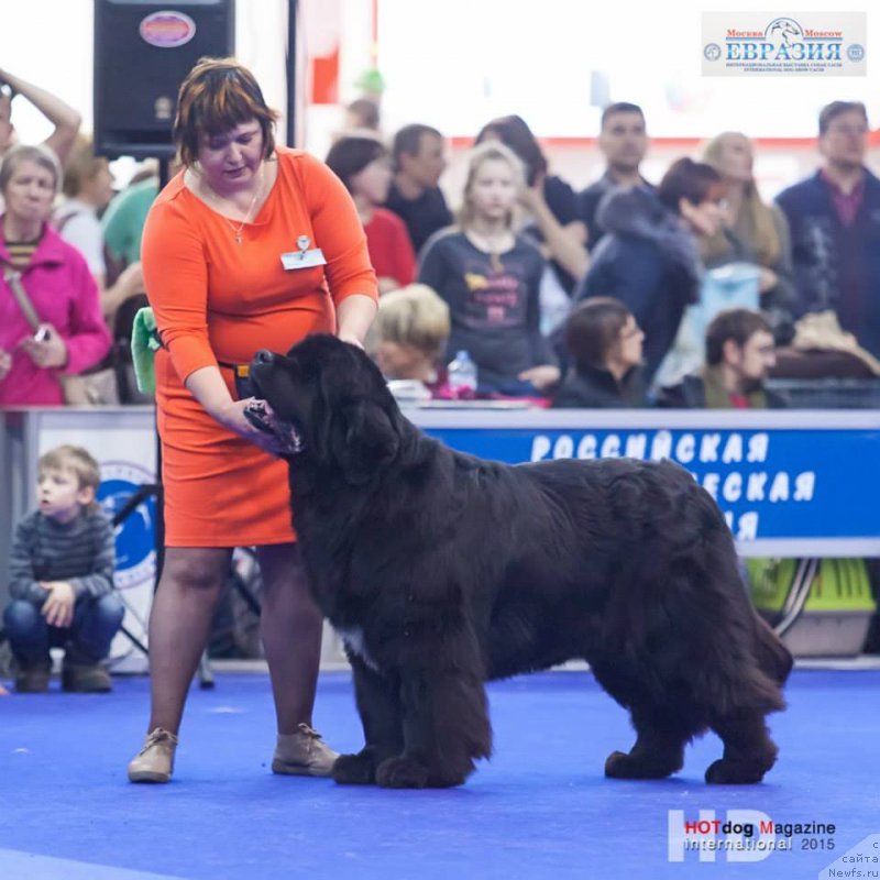 Фото: ньюфаундленд Shipman from Big Lake (Шипмэн фром Биг Лейк)