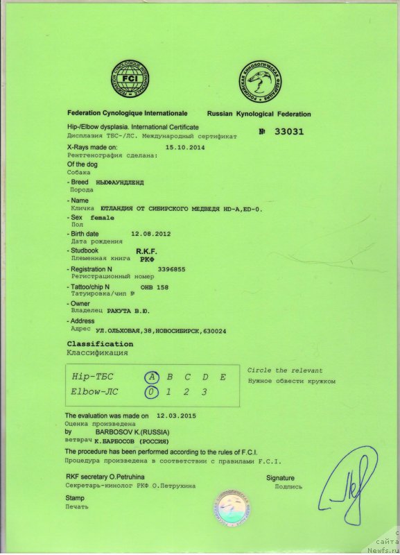 Фото: ньюфаундленд Yutlandia ot Sibirskogo Medvedja (Ютландия от Сибирского Медведя)