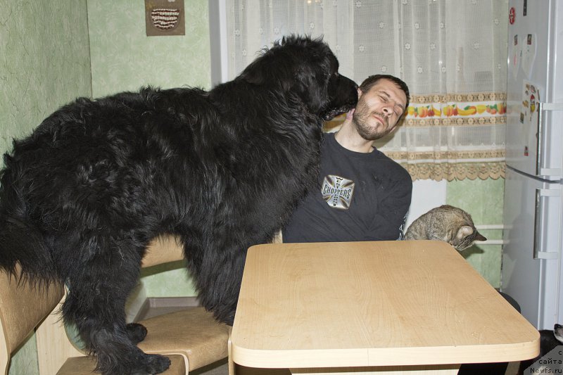 Фото: ньюфаундленд L'vinoe Serdce (Львиное Сердце), Andrey Volkov (Андрей Волков)