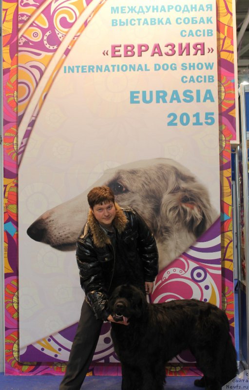 Фото: ньюфаундленд Valmond Pobeditel (Валмонд Победитель), Roman Aganichev (Роман Аганичев)