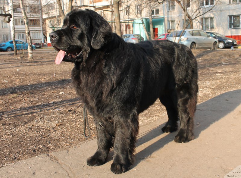 Фото: ньюфаундленд Valmond Pobeditel (Валмонд Победитель)