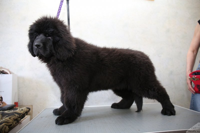 Фотография № 177767