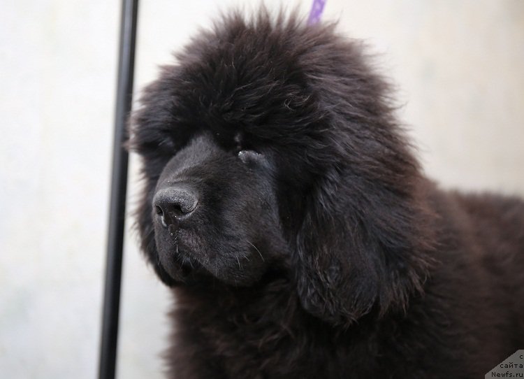 Фото: дочь, ньюфаундленд Black Diamond Agidel ot Potapa Poletta (Блэк Диамонд Агидель от Потапа Полетта)