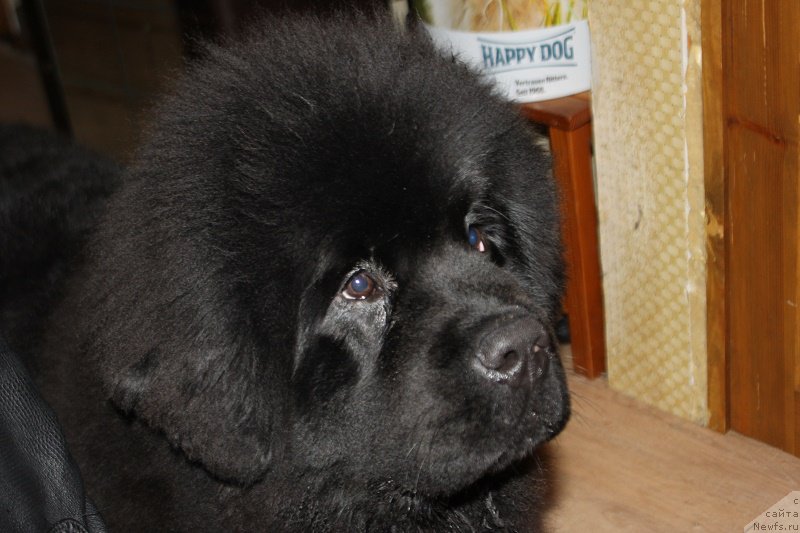 Фото: ньюфаундленд Markiz Maximilien de Mark (Маркиз Максимельен Де Марк)