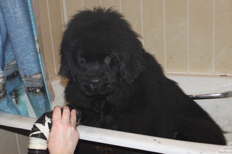 Фото: ньюфаундленд Markiz Maximilien de Mark (Маркиз Максимельен Де Марк)