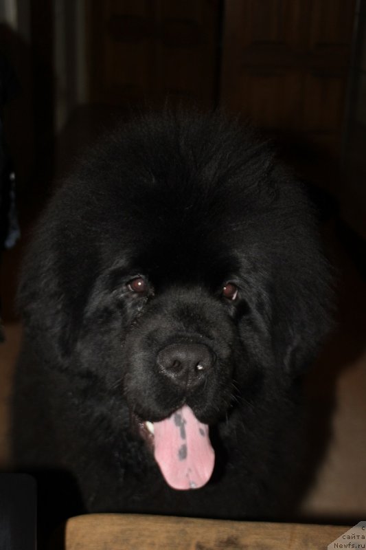 Фото: ньюфаундленд Markiz Maximilien de Mark (Маркиз Максимельен Де Марк)