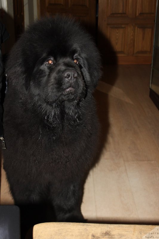 Фото: ньюфаундленд Markiz Maximilien de Mark (Маркиз Максимельен Де Марк)