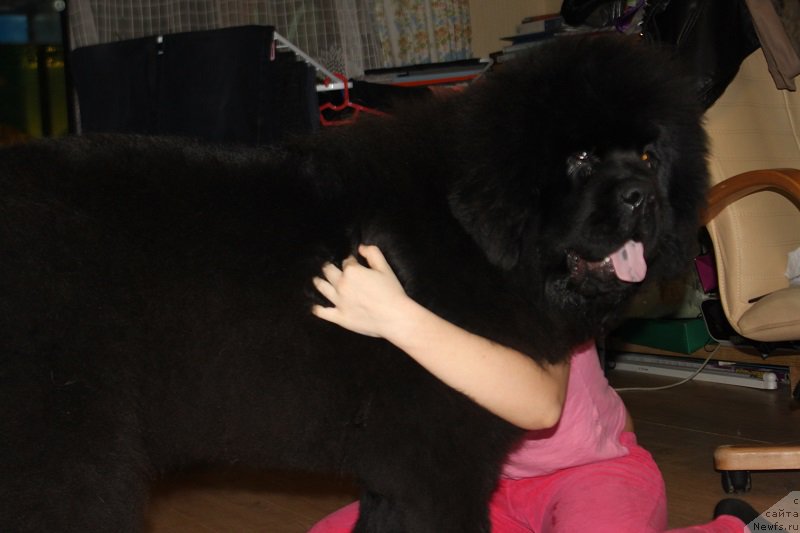 Фото: ньюфаундленд Markiz Maximilien de Mark (Маркиз Максимельен Де Марк)