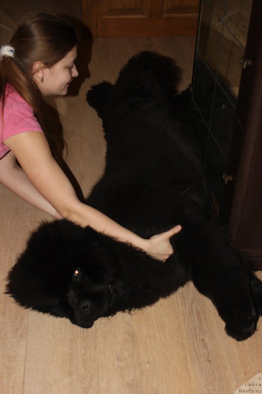 Фото: ньюфаундленд Markiz Maximilien de Mark (Маркиз Максимельен Де Марк)