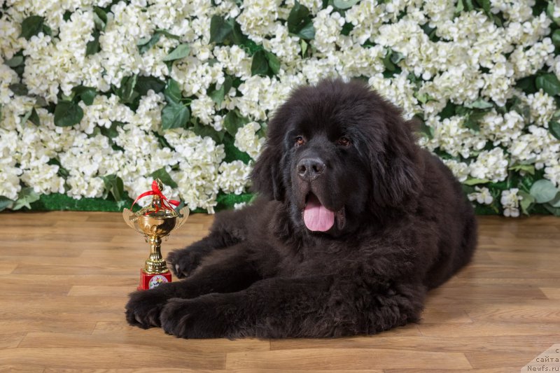 Фото: ньюфаундленд Sent Djons Mask of Zorro (Сент Джонс Маск оф Зорро)