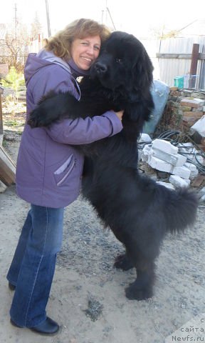 Фото: ньюфаундленд Fordevind of Hepi (Фордевинд оф Хепи)