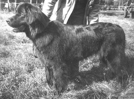 Фото: ньюфаундленд Elel' Era (Елель Ера)