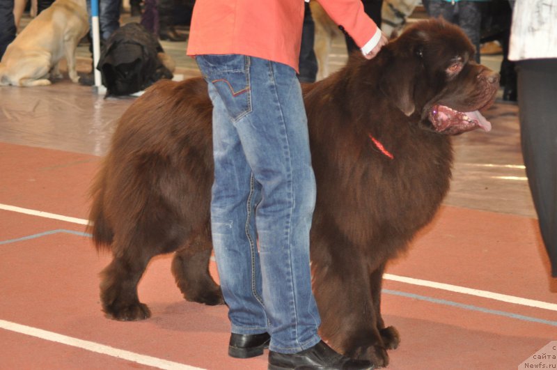 Фото: ньюфаундленд Akvatoriya Kelvin Selebreyshn (Акватория Келвин Селебрейшн)
