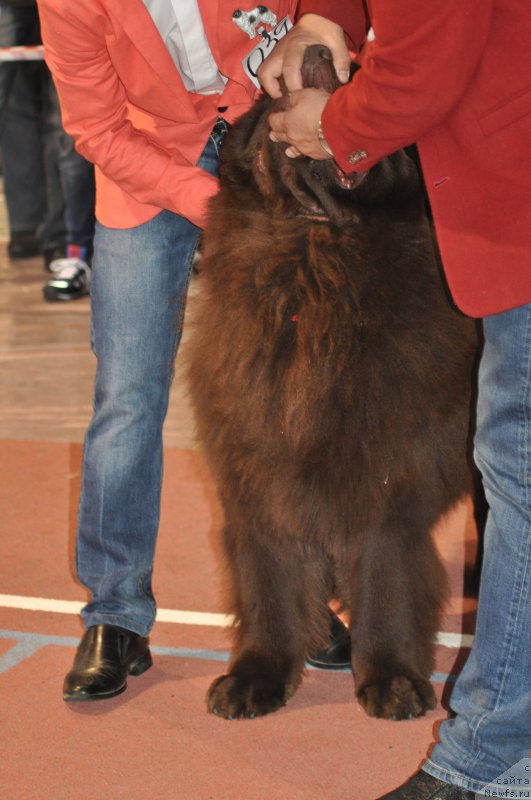 Фото: ньюфаундленд Akvatoriya Kelvin Selebreyshn (Акватория Келвин Селебрейшн)