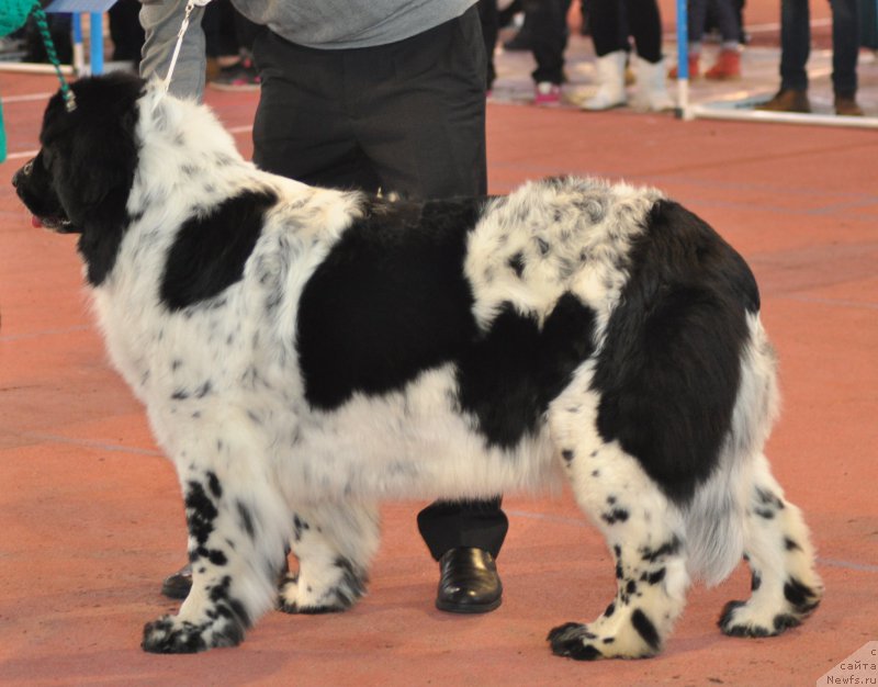 Фото: ньюфаундленд Kara Ayular Dancing Euridica