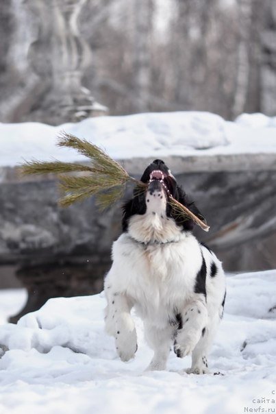 Фото: ньюфаундленд Mag Ispolin Obi-Van Kenobi (Маг Исполин Оби-Ван Кеноби)