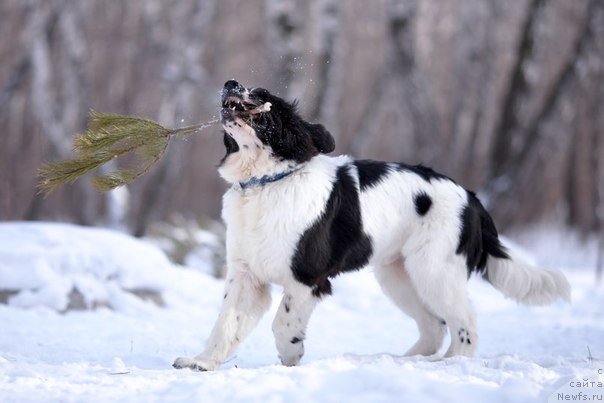 Фото: ньюфаундленд Mag Ispolin Obi-Van Kenobi (Маг Исполин Оби-Ван Кеноби)