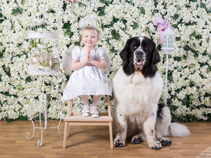 Фото: ньюфаундленд Nica Dlja Kara Ayular iz Tihogo Omuta (Ница для Кара Аюлар из Тихого Омута), Тася