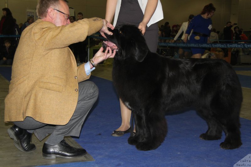 Фото: ньюфаундленд Akvian Song Lavatera (Аквиан Сонг Лаватера)