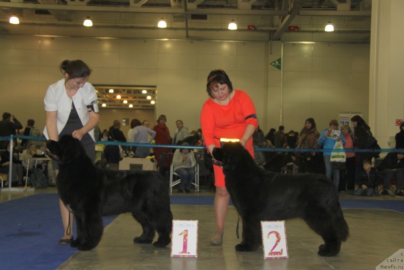 Фото: ньюфаундленд Akvian Song Lavatera (Аквиан Сонг Лаватера)