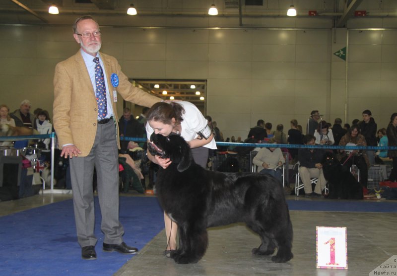 Фото: ньюфаундленд Akvian Song Lavatera (Аквиан Сонг Лаватера), Kseniya Novikova (Ксения Новикова)