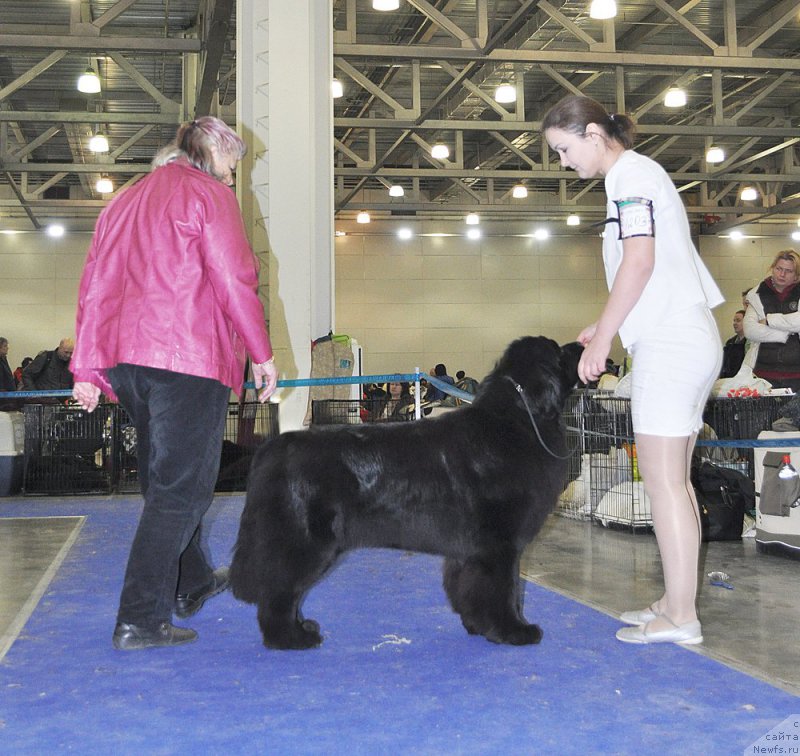 Фото: ньюфаундленд Akvian Song Lavatera (Аквиан Сонг Лаватера)