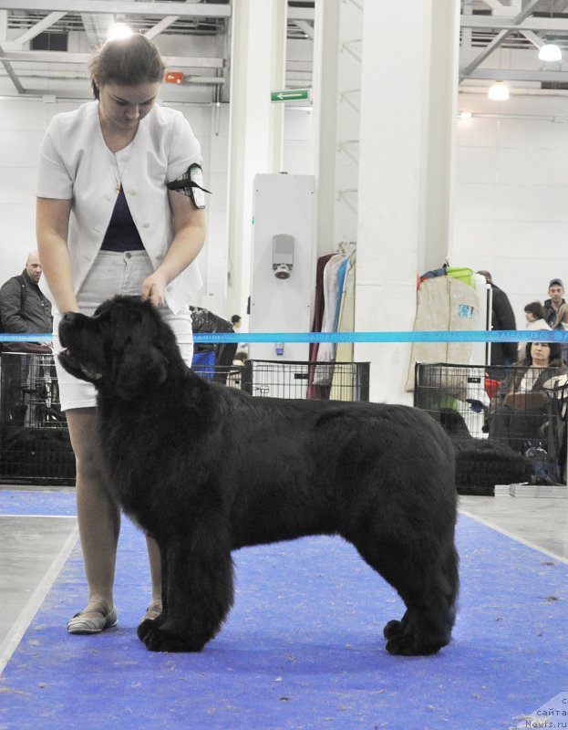 Фото: ньюфаундленд Akvian Song Lavatera (Аквиан Сонг Лаватера)