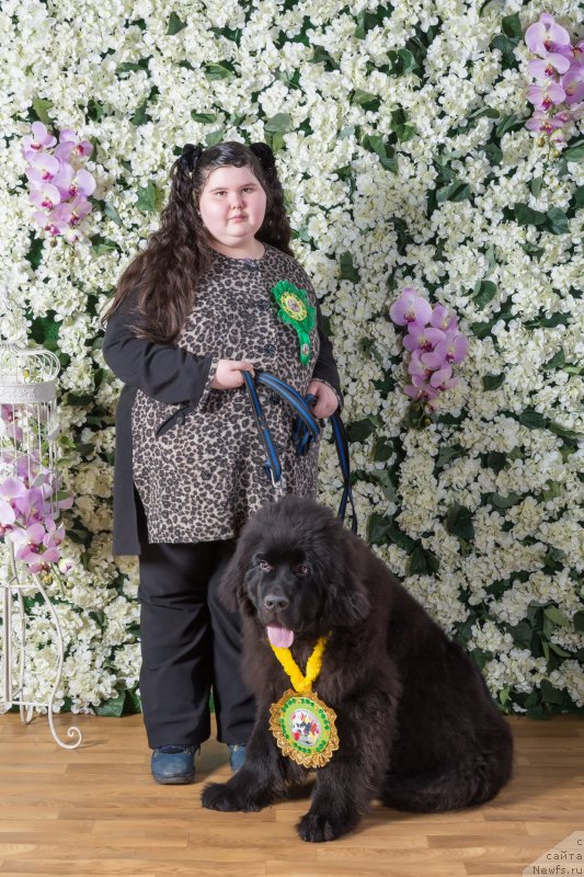 Фото: ньюфаундленд Sent Djons Mask of Zorro (Сент Джонс Маск оф Зорро), Люба Печенюк