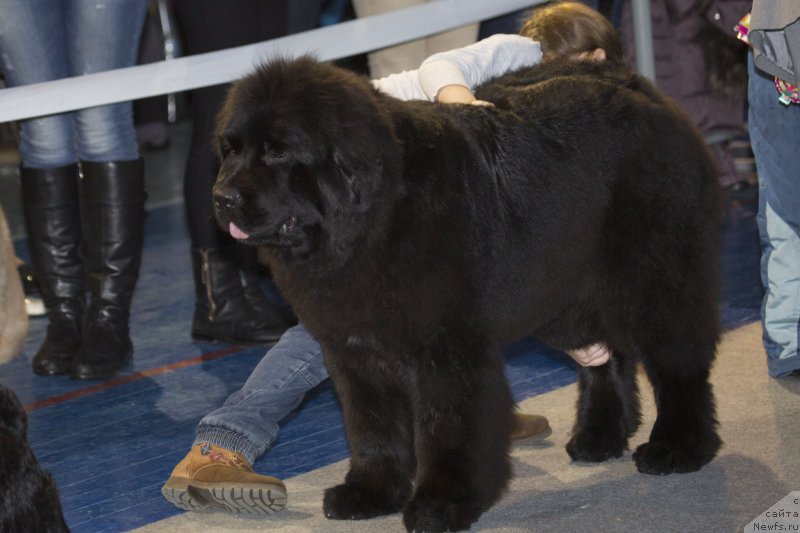 Фото: ньюфаундленд Akvatoriya Kelvin YAvnoe CHudo (Акватория Келвин Явное Чудо)