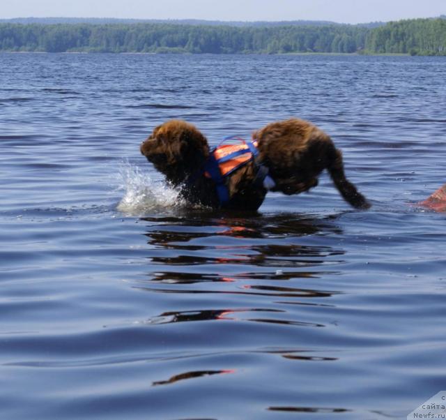 Фото: ньюфаундленд Amazing Grace vom Riesrand