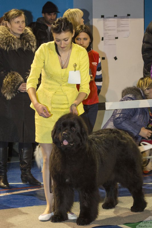 Фото: Буся, ньюфаундленд Akvatoriya Kelvin YAvnoe CHudo (Акватория Келвин Явное Чудо)