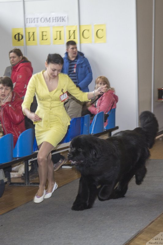 Фото: ньюфаундленд Sent Djons Loving Stare (Сент Джонс Лавин Стэар)