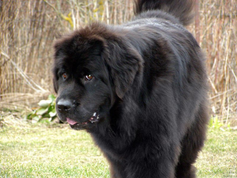 Фото: ньюфаундленд Fairweathers Rendition