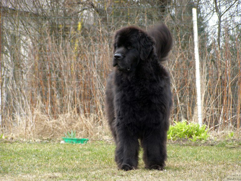 Фото: ньюфаундленд Fairweathers Rendition