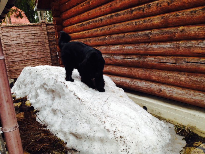 Фото: ньюфаундленд Restayling From SHipmyen (Рестайлинг Фром Шипмэн)
