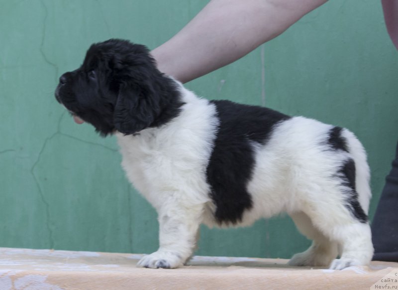 Фото: ньюфаундленд Gordaya Doch Velesa From Russian Bear (Гордая Дочь Велеса фром Рашн Беар)