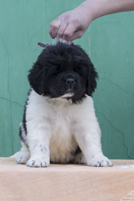 Фото: ньюфаундленд Gordaya Doch Velesa From Russian Bear (Гордая Дочь Велеса фром Рашн Беар)