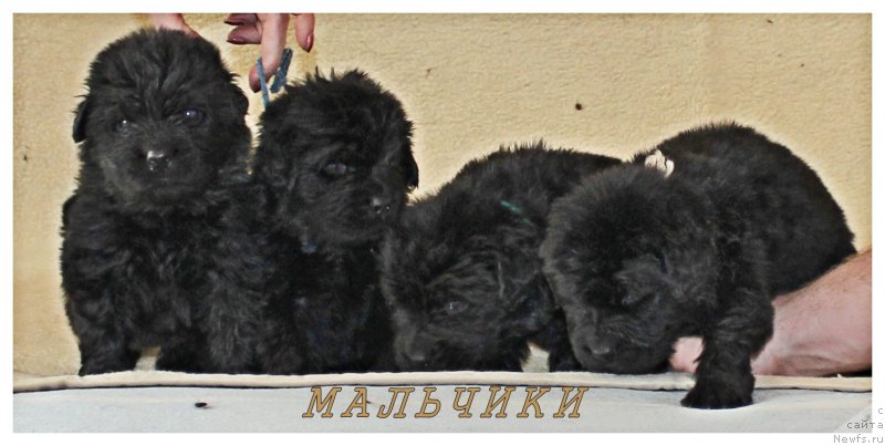 Фотография № 177897