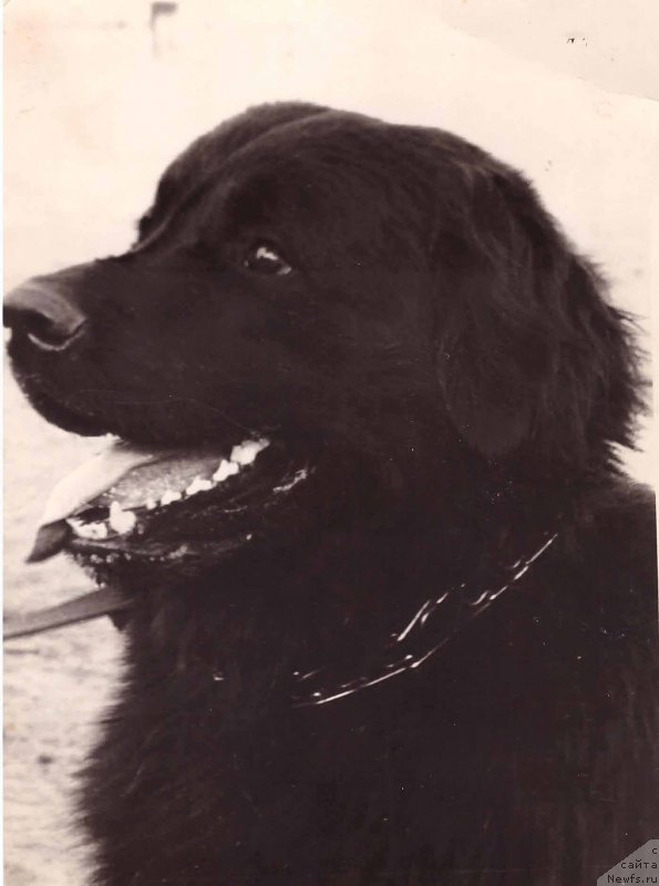 Фото: ньюфаундленд Alan Dayver (Алан Дайвер)