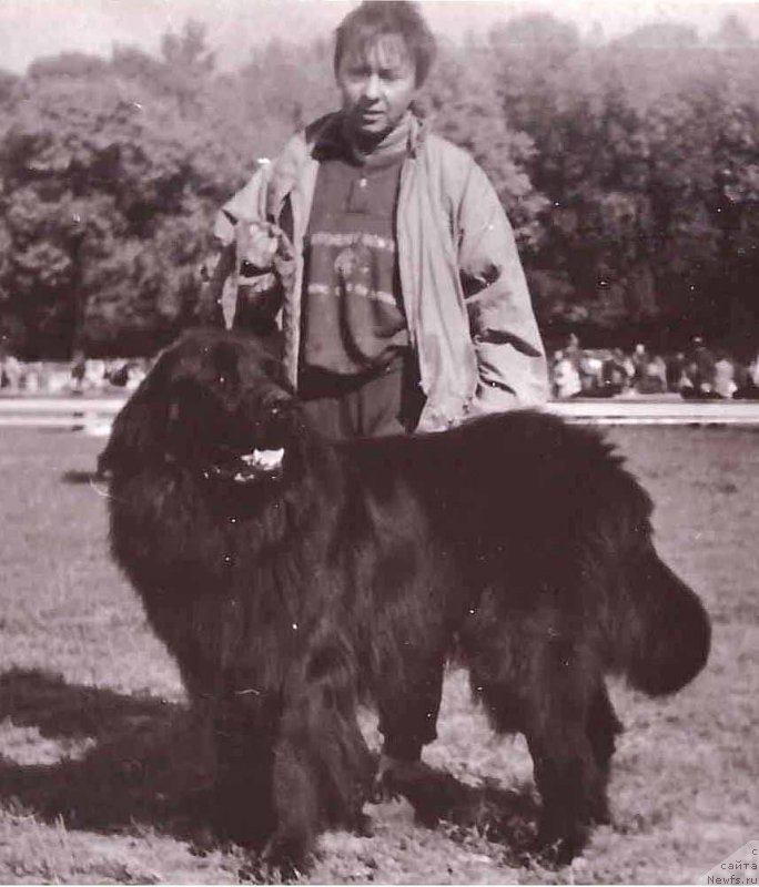 Фото: ньюфаундленд K-Atos Kas Bay (К-Атос Кас Бай)