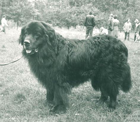 Фото: ньюфаундленд Lu Devil (Лу Девил)