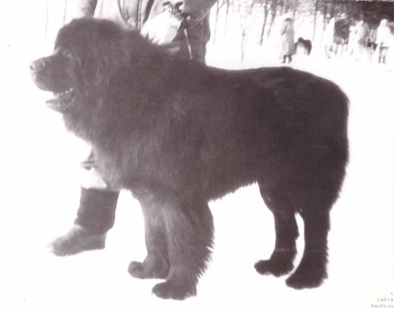 Фото: ньюфаундленд Oks Ursher (Окс Уршер)