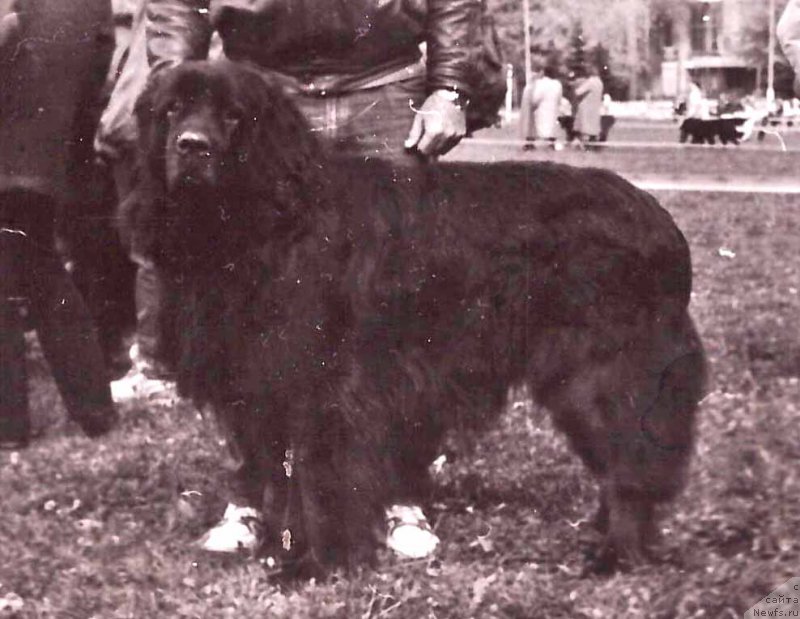 Фото: ньюфаундленд Hardfors Feri Bar (Хардфорс Фери Бар)