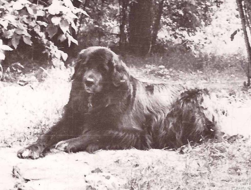 Фото: ньюфаундленд Heppi (Хеппи)