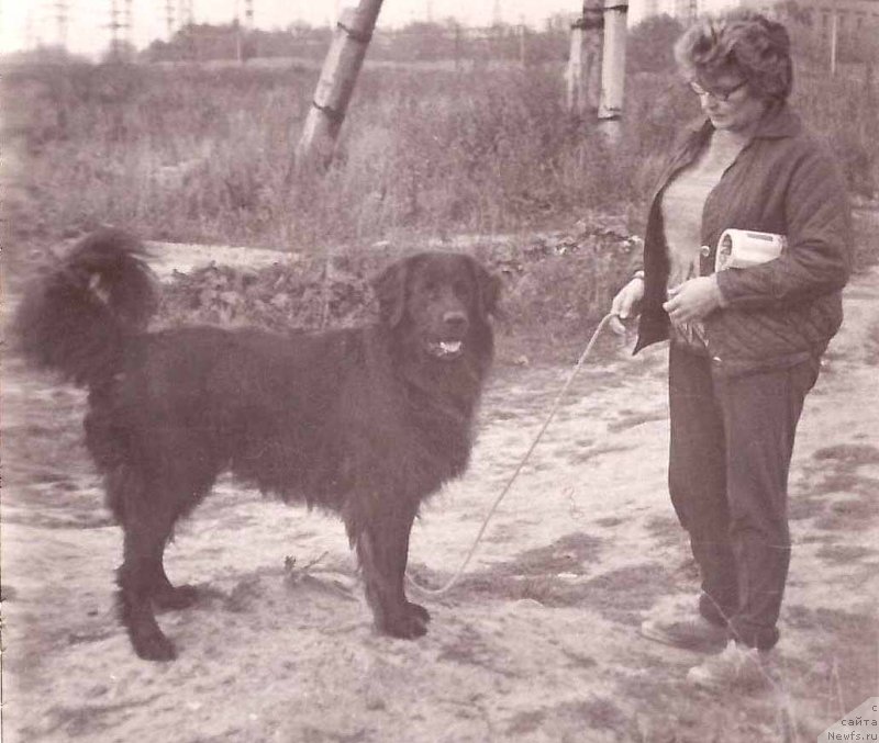 Фото: ньюфаундленд Nora (Нора)