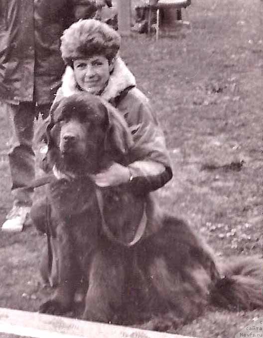 Фото: ньюфаундленд Syeldom Braun Lurt Botsveyn (Сэлдом Браун Лурт Ботсвейн)