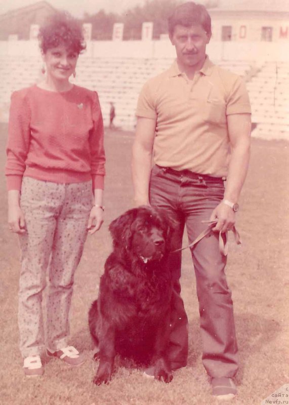 Фото: ньюфаундленд Vel'd (Вельд)