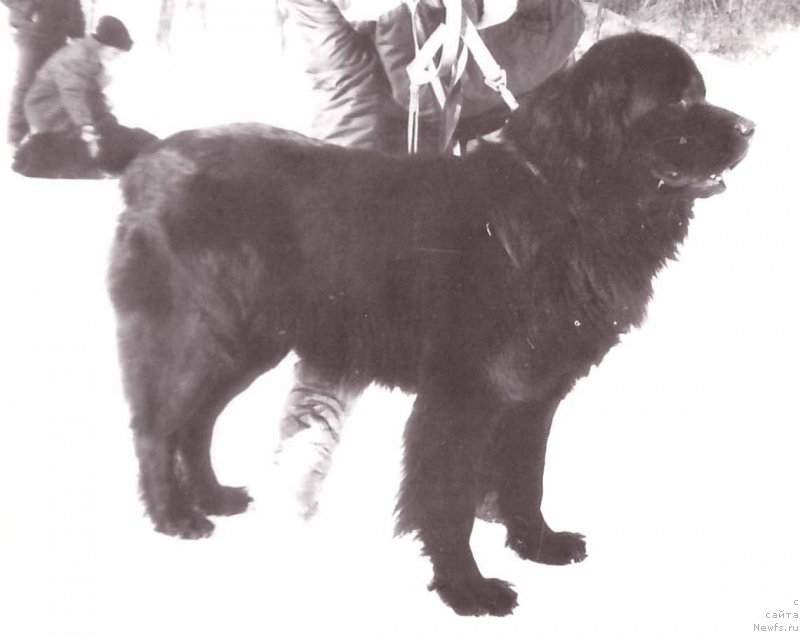 Фото: ньюфаундленд Vol'f (Вольф)